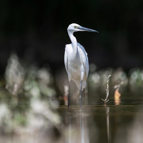 Great Egret