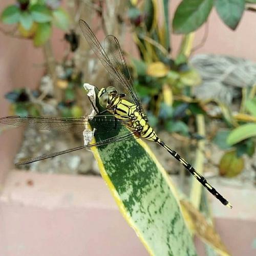 Photo #5022526