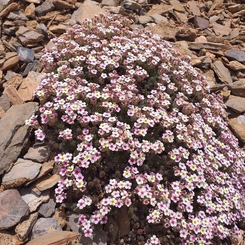 Alpine flora of the Pamirs