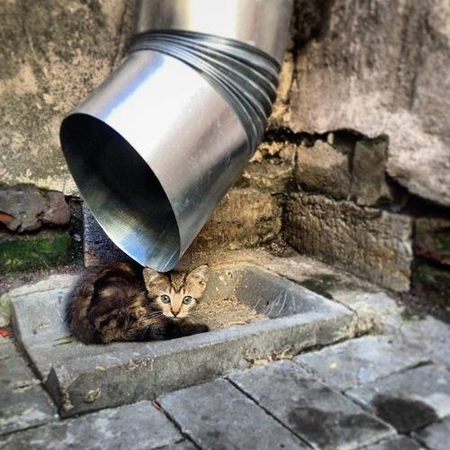 Photo #5022902