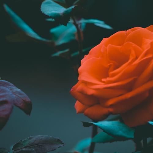 red flower