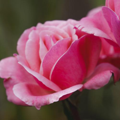 Pink flower