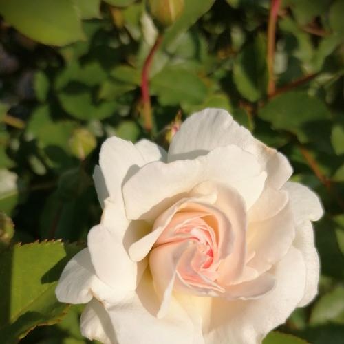Photo #5025761