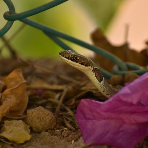 Photo #5026486