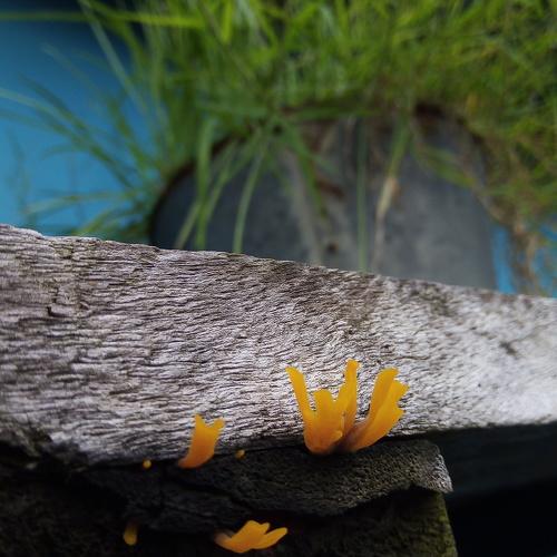 Small but beautiful creature
