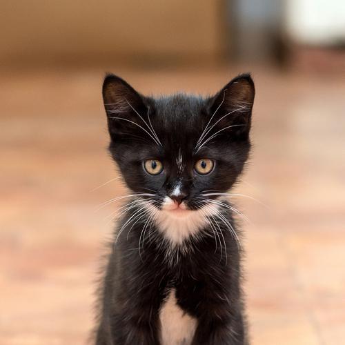 Photo #5027479