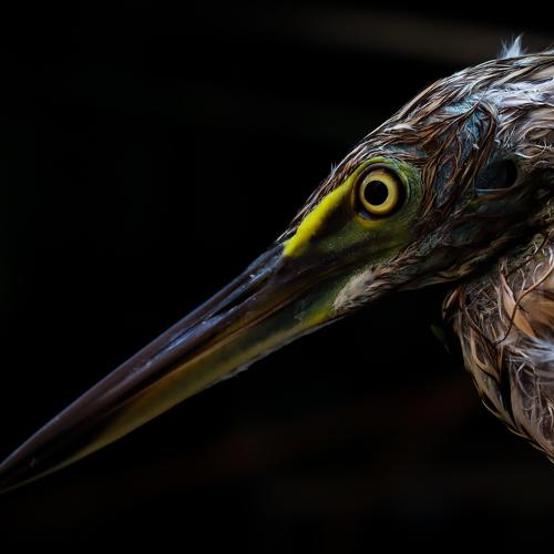 Wildlife