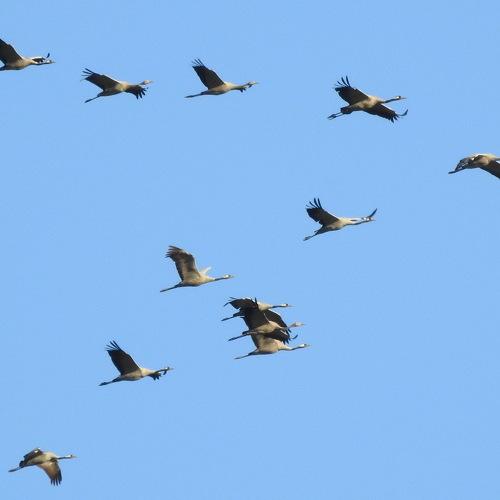 Photo #5027660