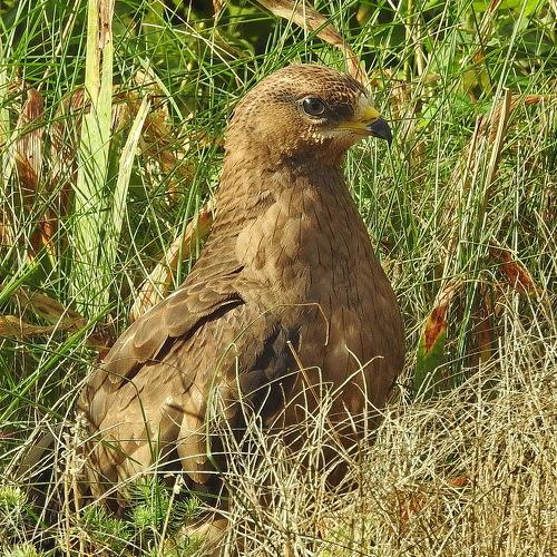 Photo #5027667