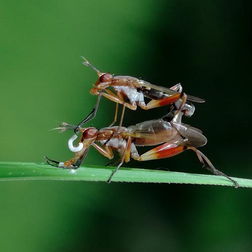 Mating