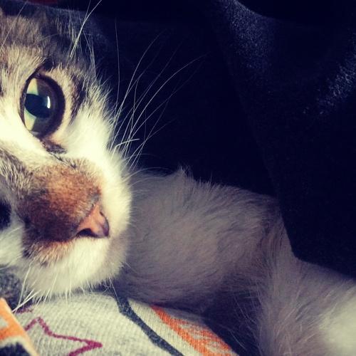 Photo #5028686