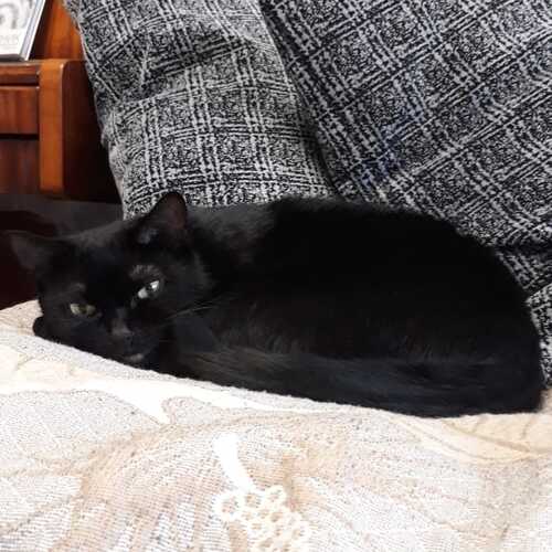 Photo #5028850