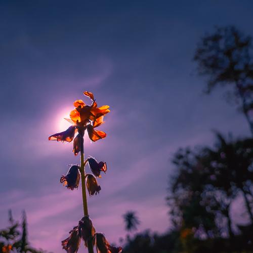 Wildflower-Dancing in The Sun