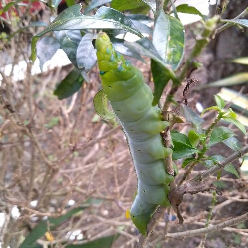Cutterpillar in our garden