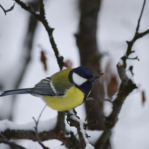 Photo #5030301
