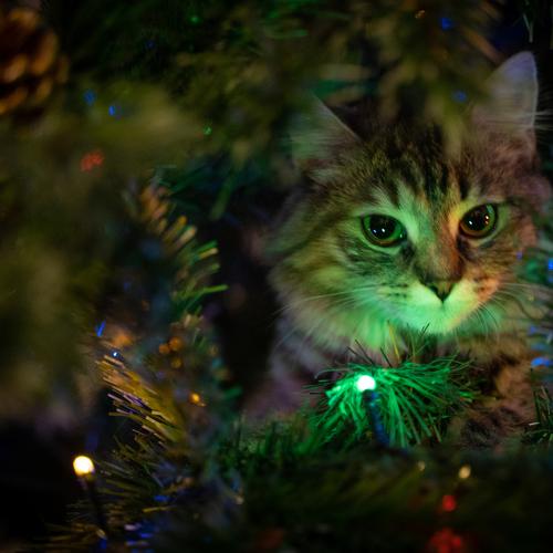 Photo #5031507