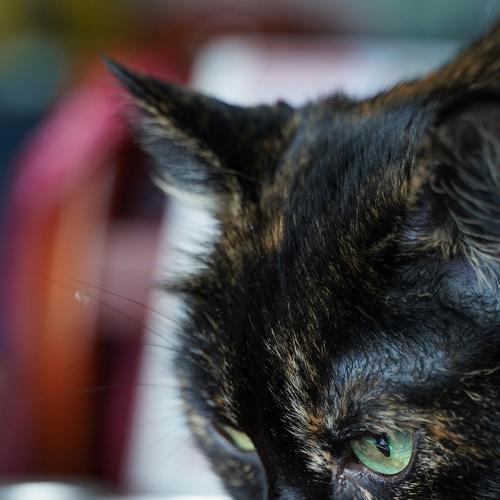 Photo #5031511