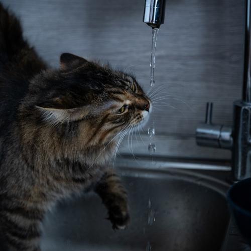 Photo #5031528