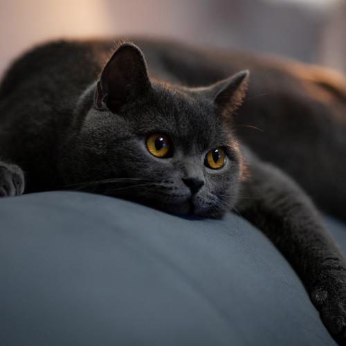 Photo #5031890