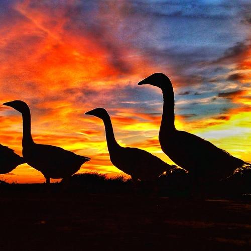 Photo #5031995