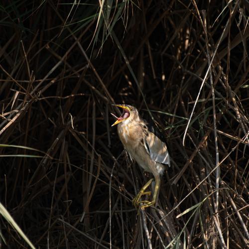 Striated Heron - Action