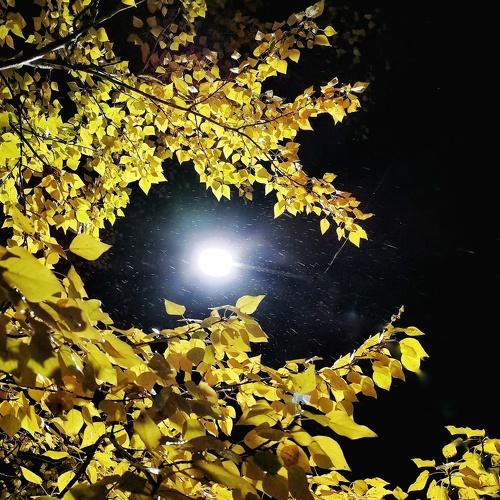 Photo #5033866