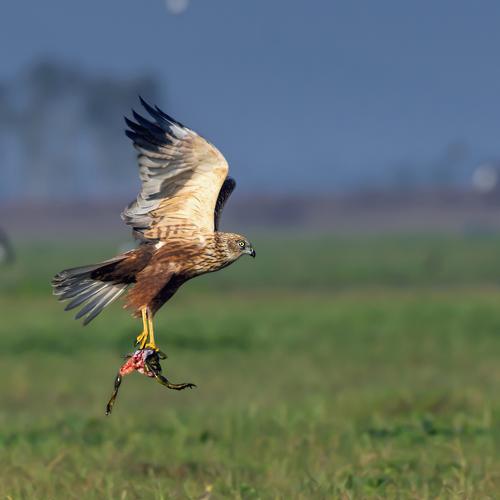 Catch and fly,