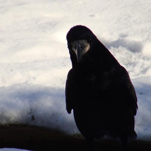 Photo #5034889
