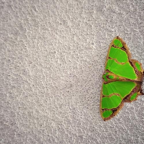 Green  butterfly