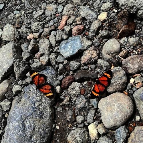 Photo #5036447