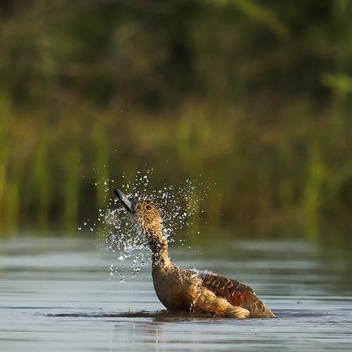 Bathe Time - Lesser Whistling Duck