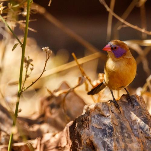 Violet-eared waxbill