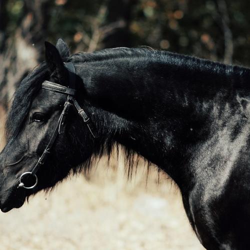 Photo #5037980