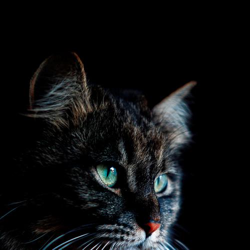 Photo #5040080