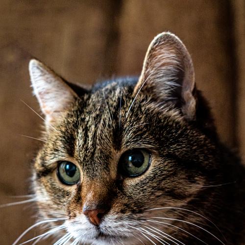 Портрет кошки