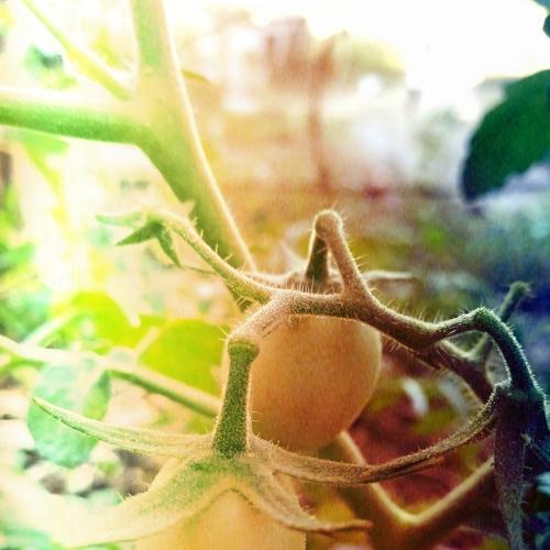 Wild tomato