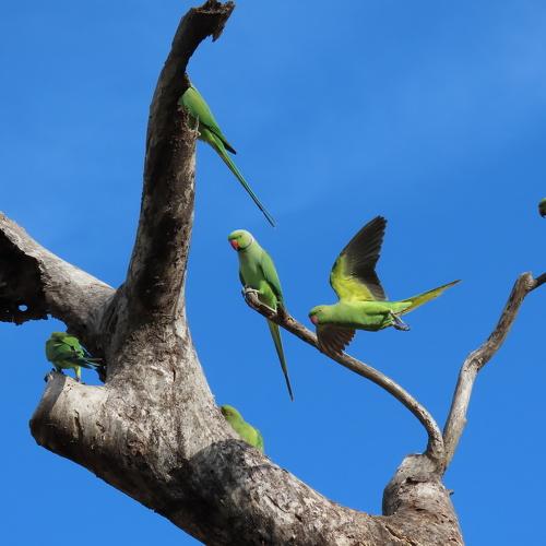 Life of birds