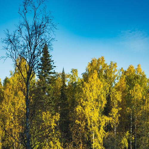 Photo #5041140