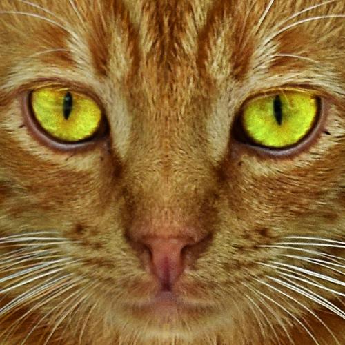 Photo #5041332