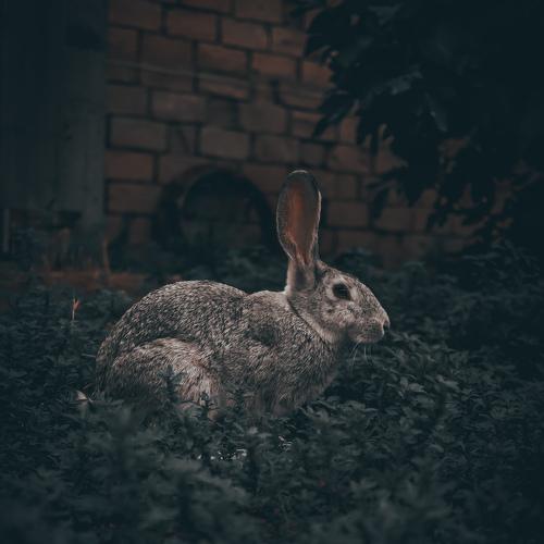 Photo #5043274