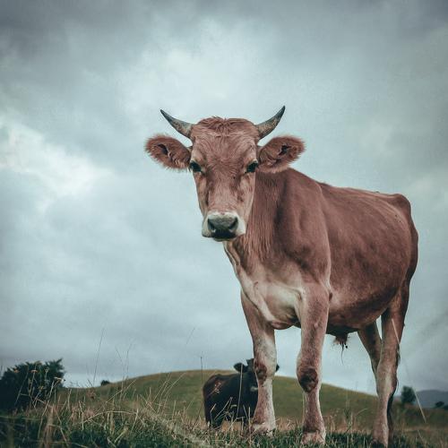 Photo #5043275