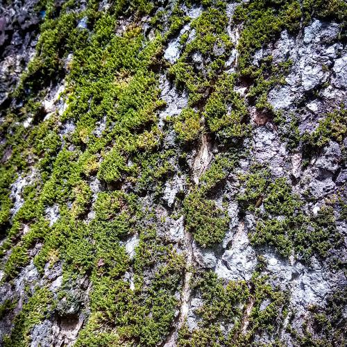 algae of life