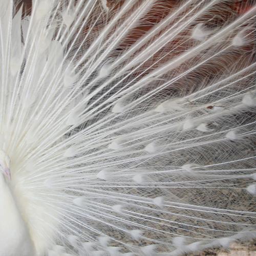 Photo #5044246