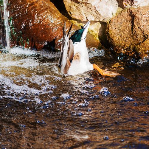 Photo #5044324