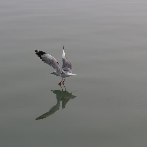 Reflection