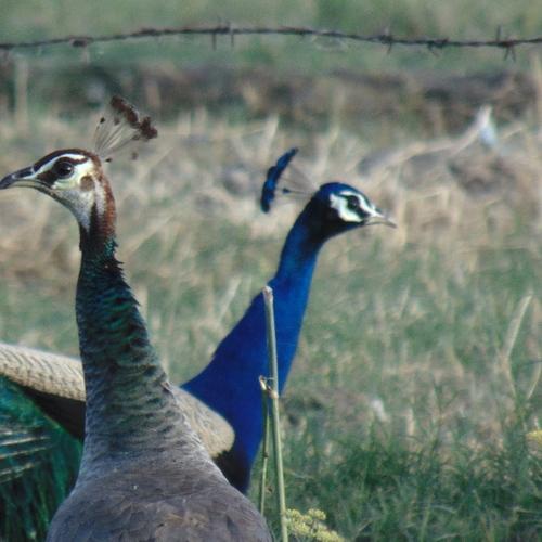Photo #5045216
