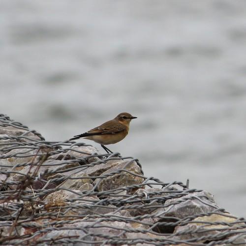 Photo #5045910