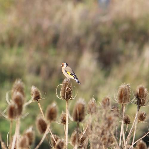 Photo #5045911