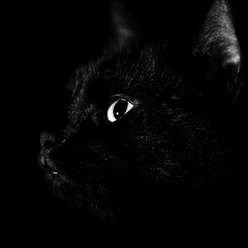 Photo #5046420