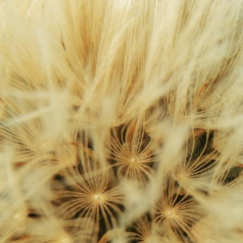 Photo #5046450